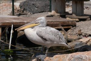 Pensiuni Maliuc în Delta Dunării – recomandări aproape de natură